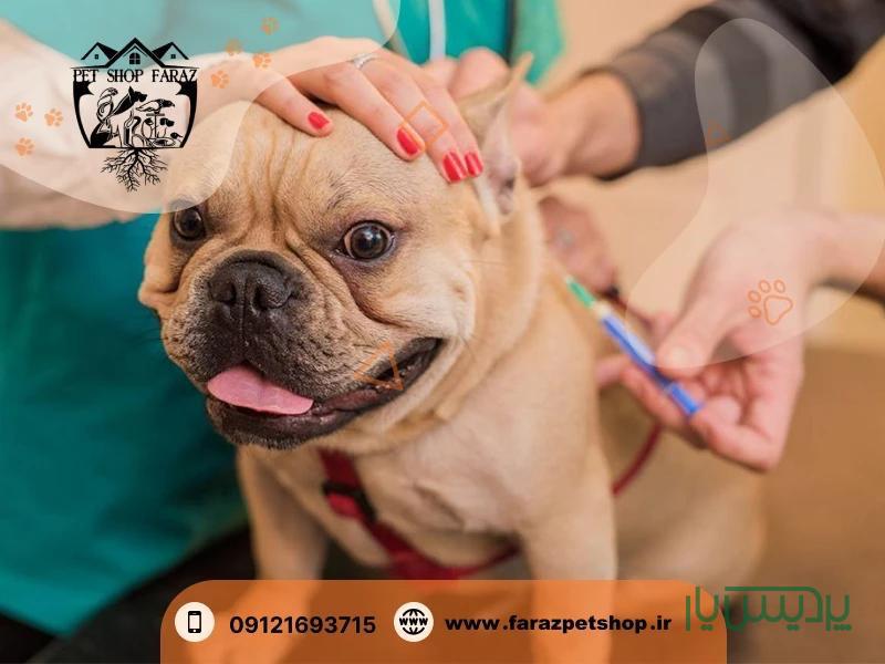آرایش و شستشوی سگ و گربه