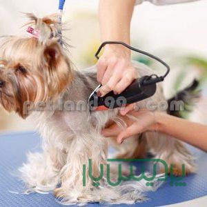 آموزش آرایشگری پت