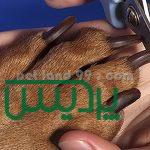 آموزش آرایشگری پت