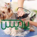 آموزش تخصصی آرایش سگ