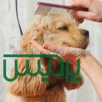 آموزش تخصصی آرایش سگ