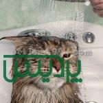 آموزش تخصصی آرایش سگ