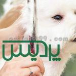 آموزش تخصصی آرایش سگ