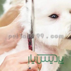 آموزش تخصصی آرایش سگ