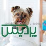 آرایشگاه سگ پودل سلطنتی