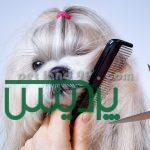 آموزش آرایش حیوانات خانگی