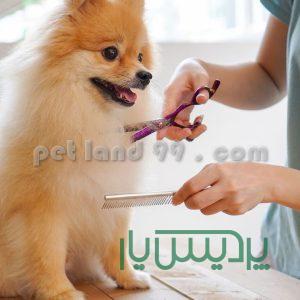 آموزش آرایش حیوانات خانگی