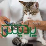 آموزشگاه آرایش سگ در غرب تهران