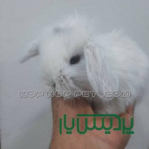 خرگوش مینی لوپ سفید