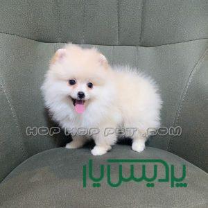 خرید سگ جیبی تیکاپ